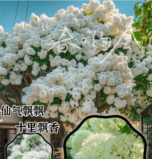 流苏树长瘤的成因与影响（探寻流苏树长瘤形成的原因及其对树木生长的影响）