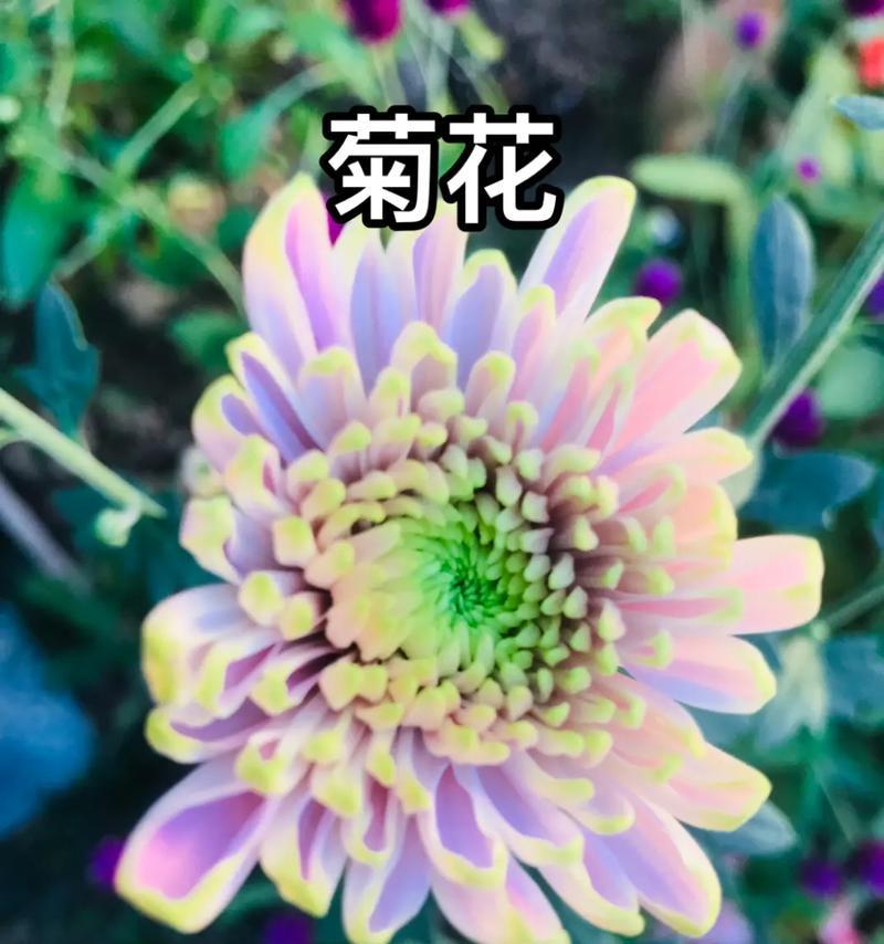 菊花开花小是怎么回事？（解析菊花开花的生理机制与调控因素）
