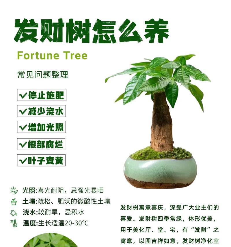 发财树杆腐烂的补救方法（保护植物健康，延长发财树寿命）