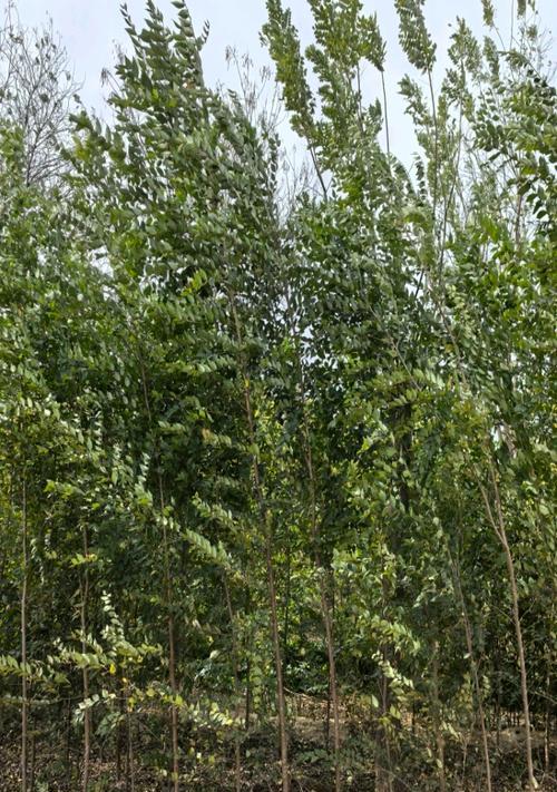 盘根——榆树小苗生长的关键（以榆树小苗为例，探讨植物盘根生长的原理和方法）