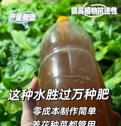 满天星的肥料施用技巧（掌握正确浇肥方法，让满天星绽放光彩）
