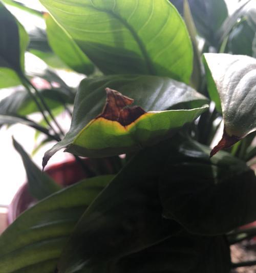 盆栽叶子全干了怎么办？（教你有效挽救植物枯萎的方法）