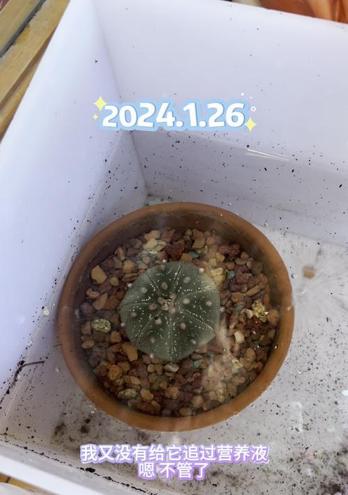 浸盆补水，让植物焕发生机（怎样正确浸盆补水，提升植物健康生长）