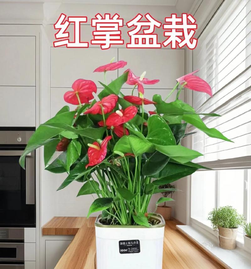 红掌盆栽的种植技巧（打造生机勃勃的红掌盆栽）