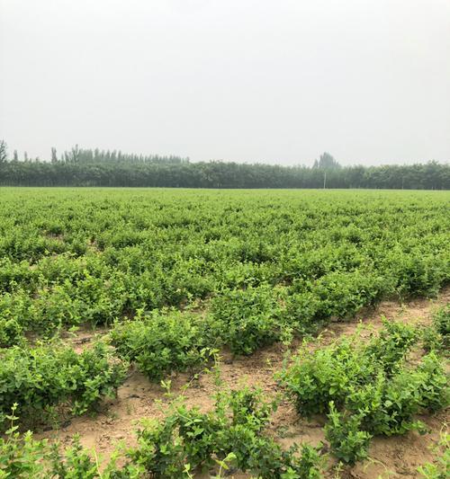 种植金银花种子的全面指南（从处理到收获，轻松掌握关键技巧）