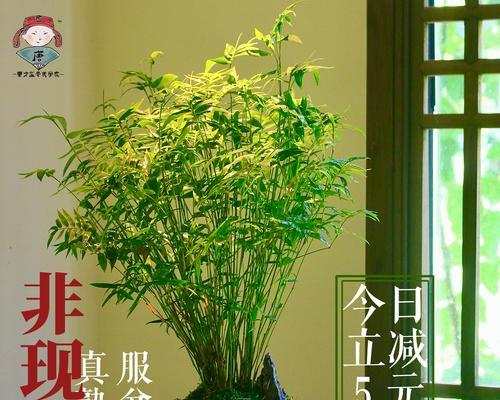 以米竹的种植方法及技巧（掌握米竹的生长环境与繁殖方式，打造健康生长的竹林）
