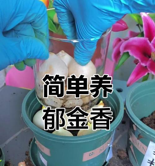 郁金香种球的摘取技巧（解密郁金香种球采摘的诀窍，让您的花园充满生机）