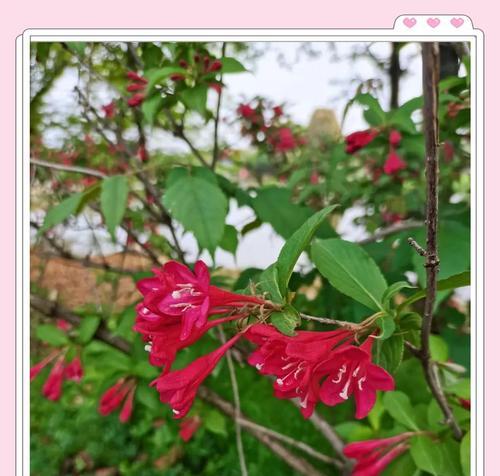 锦带花的花语与寓意（解读花语，了解寓意，传递情感）