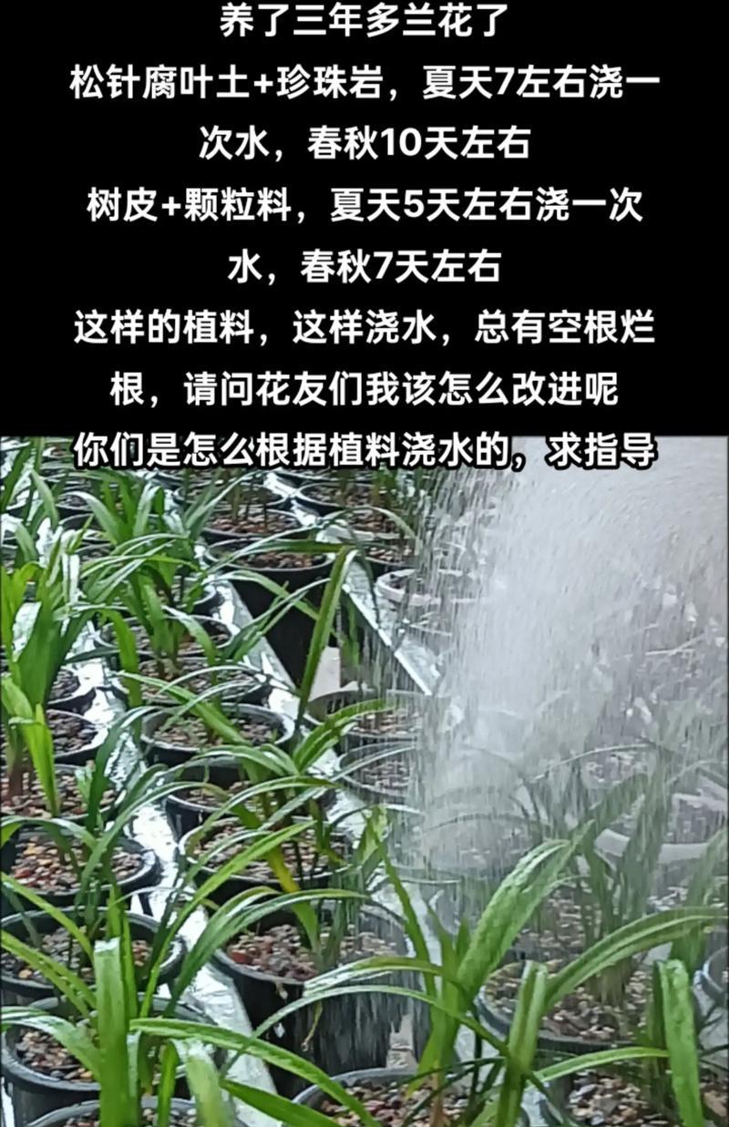 兰花移栽的技巧与方法（掌握兰花移栽，让花开更加璀璨）