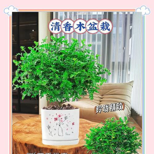 清香木如何安全过冬(家居清香木保存技巧)