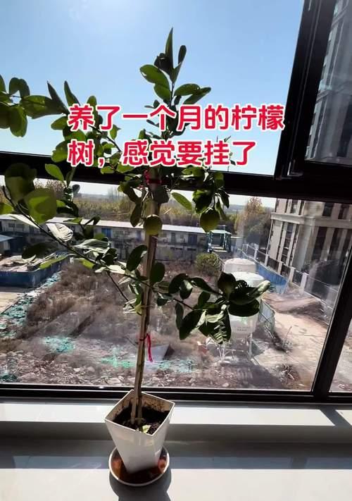 柠檬树的移盆与养护技巧（打造健康柠檬树的关键步骤和注意事项）