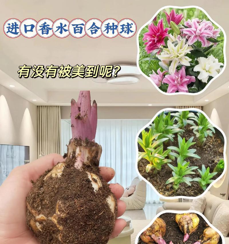 如何正确养护百合种球（从选择、浸泡到植株生长，一步步教你做好百合种球的养护）