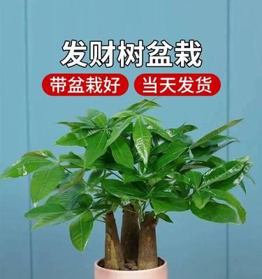 如何养护家里的小盆栽发财树（发财树养护指南，助您财运亨通）