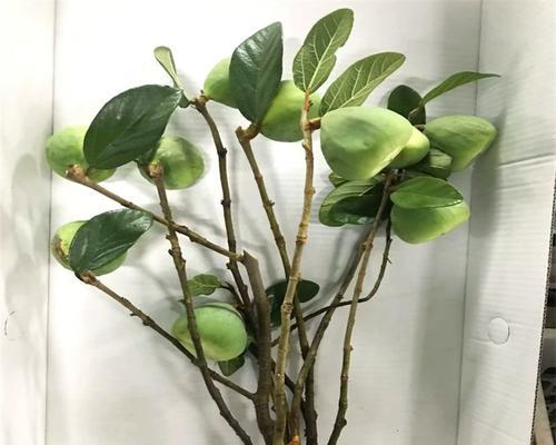 无花果花的美丽与奇特（探秘无花果花的形态与特点）