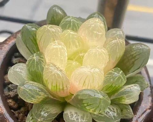 多肉花玉露的养殖与护理方法（打造健康美丽的多肉花玉露，一起来学习养殖技巧吧！）