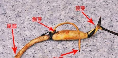 荷花的繁殖方式及莲藕的培育方法（以种子和根状茎为主要繁殖方式，详细介绍莲藕的培育过程）