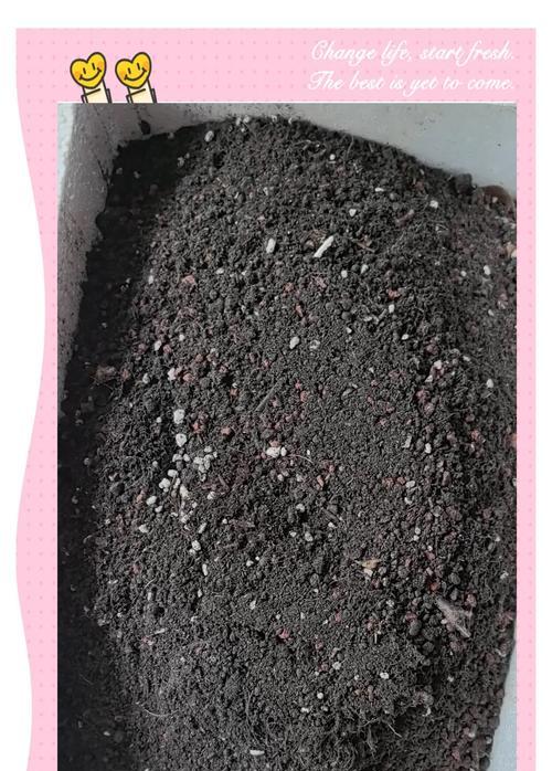 从栀子花水培到土培的管理指南（栀子花水培转土培的步骤和注意事项）