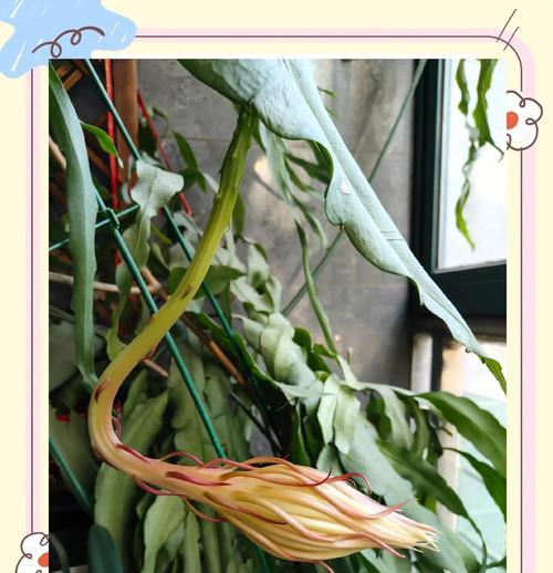 昙花繁殖之道（揭秘昙花的繁殖过程及技巧）