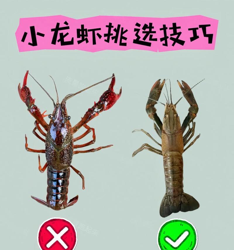 抖音杀小龙虾，你掌握了这些技巧吗？（抖音教你一招拍出完美的杀小龙虾视频）
