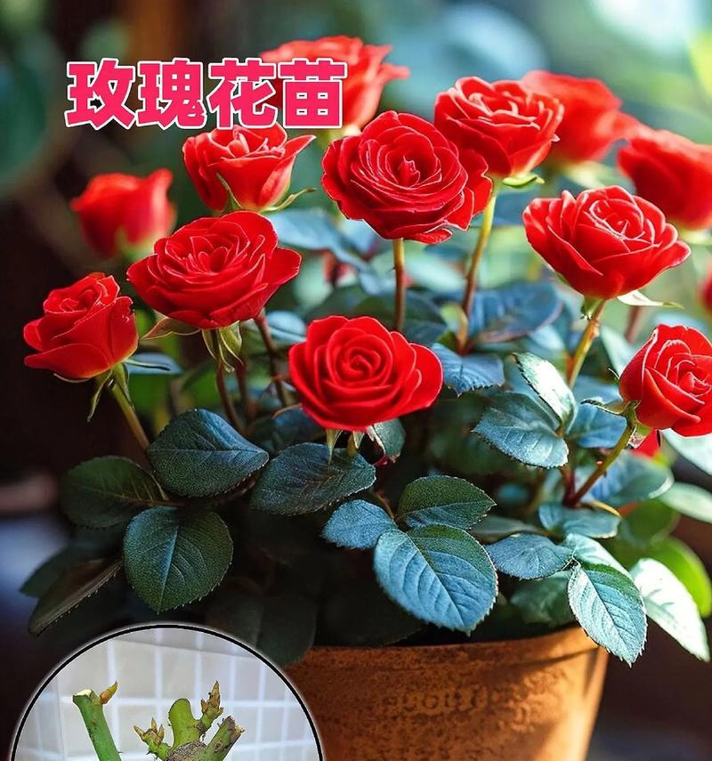 如何让玫瑰花绽放更多的花朵（玫瑰花繁花似锦的关键方法）