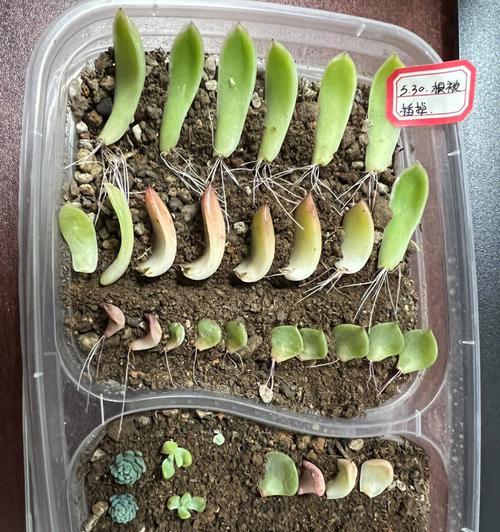 多肉叶插的正确方法-掰掉母叶的技巧（多肉植物繁殖的关键步骤及注意事项）