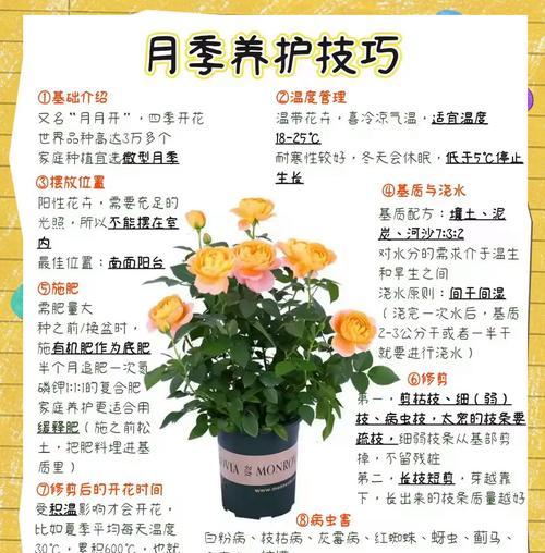 月季花的冬季室外养护方法（让您的月季花健康越冬）
