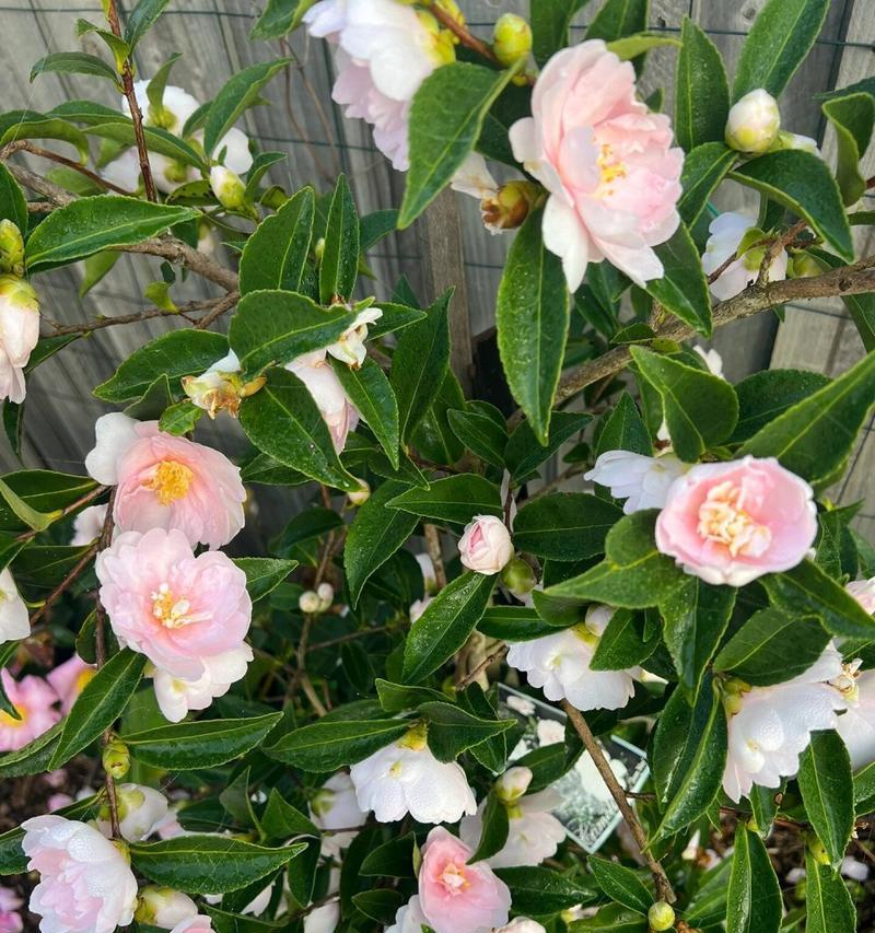茶梅开花多的养护秘籍（提升茶梅开花的五大关键技巧）