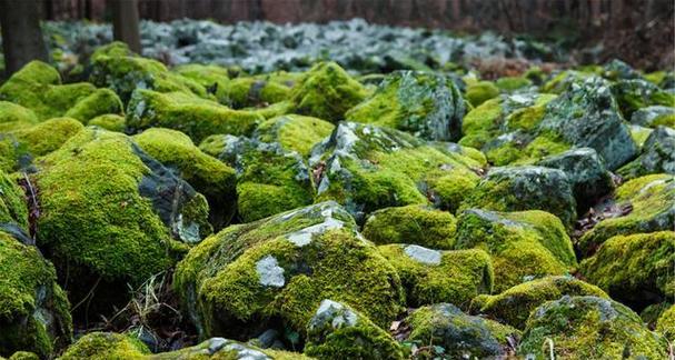 苔藓(苔藓的分类、特征及与裸子植物的关系)