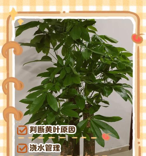 大发财树叶子发黄的原因及处理方法（大发财树的健康状况和叶子黄化问题解决方案）