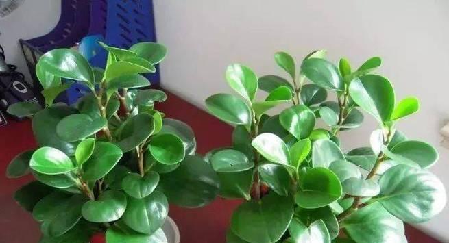 以豆瓣掌如何浇水?(掌握正确浇水技巧,让豆瓣掌茁壮成长)