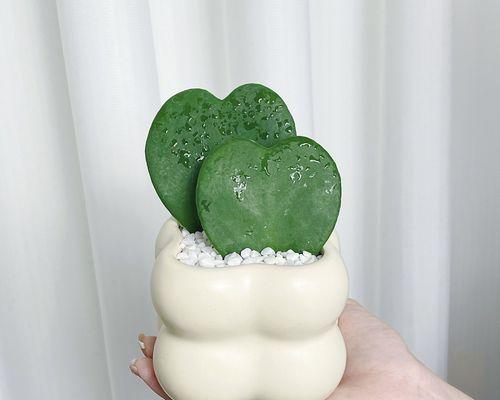 以心叶球兰——一种美丽的室内植物（探秘心叶球兰的生长习性和养护技巧）