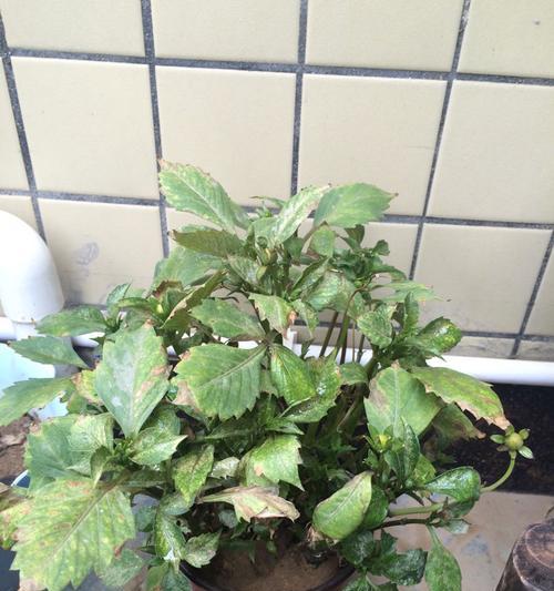 怎样拯救下垂黄的龙铁叶子？（有效方法与关键技巧帮你挽救植物健康）