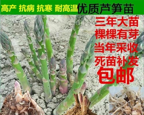 芦笋种子的生产与收获（探寻芦笋种子的来源和制作过程）