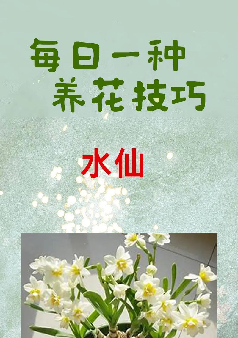 水仙花蔫——探索水仙花蔫的原因和护理技巧（水仙花蔫的关键原因及其养护要点）