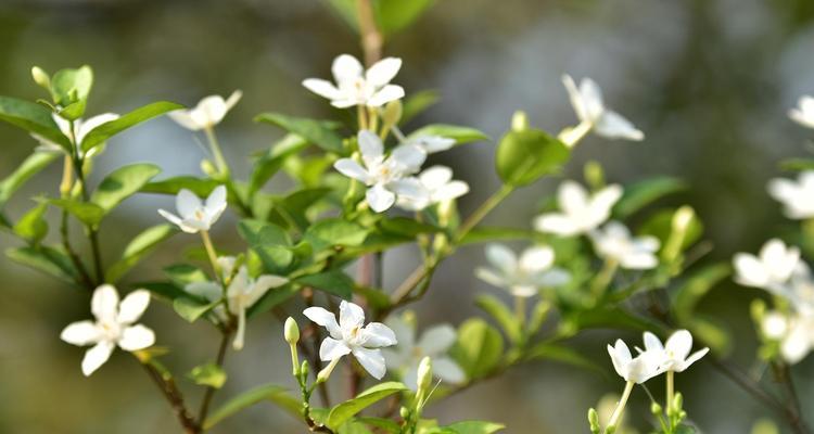 探秘米兰四季开花之美（四季常青的秘密，让米兰成为最爱）