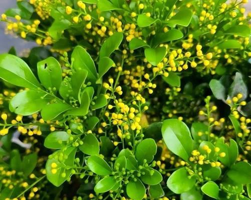 米兰如何才能养几年开花？（从种植到管理，掌握这一关键诀窍）