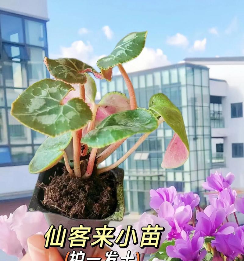 夏天仙客养护全攻略（打造美丽肌肤，从夏天仙客开始）