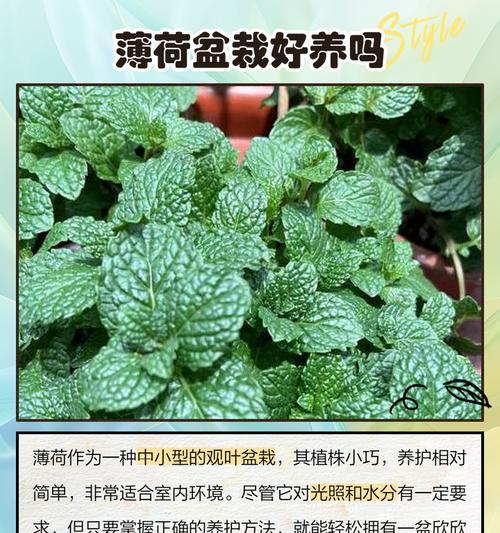 薄荷种植与生长周期详解（最佳种植时间、生长周期长短及影响因素）