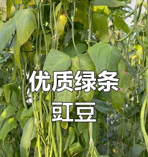 合适种植缸豆的时间（缸豆种植需要注意的细节及相关知识）