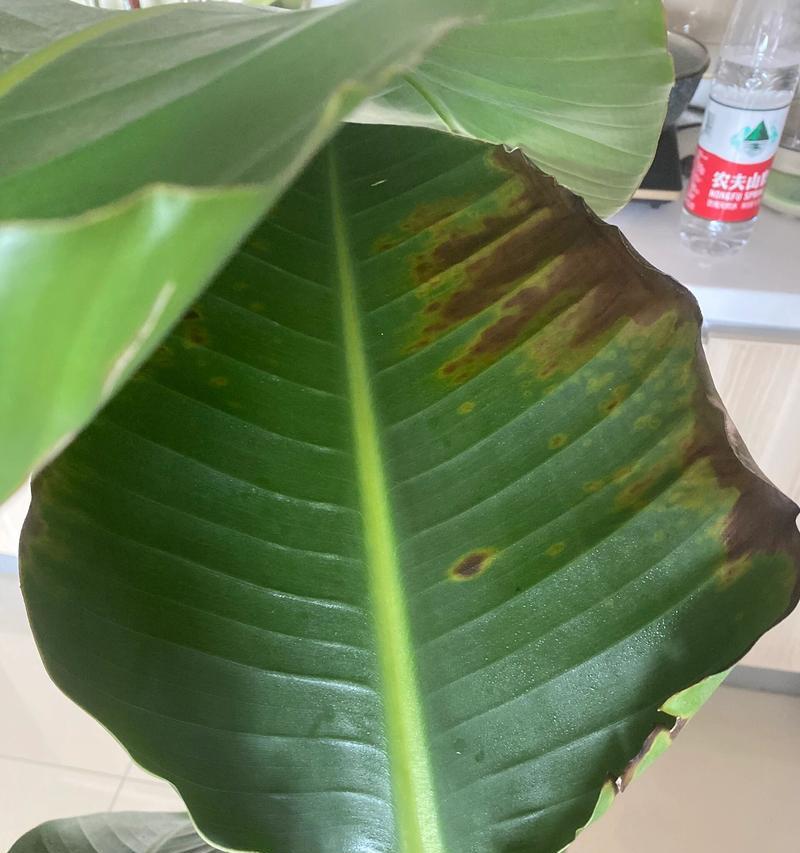 天堂鸟叶子发黄开裂的原因及应对措施（了解天堂鸟叶子发黄开裂的原因，为它们提供适当的护理）