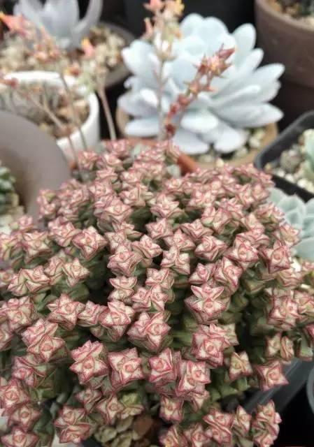 十字星多肉的养护指南（打造美丽多肉花园的秘籍）
