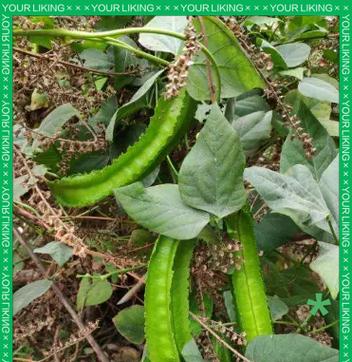 四角豆的种植时间与方法（掌握四角豆种植时间，丰收颗颗满载）