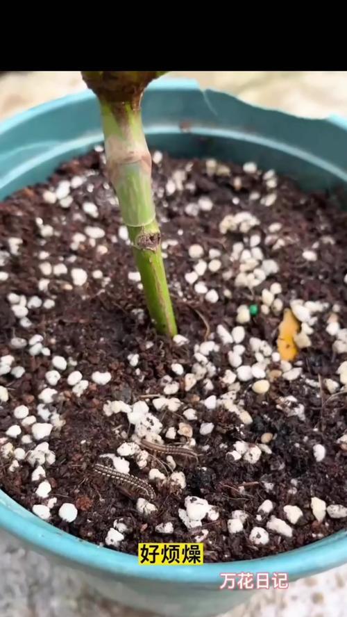 如何处理花盆土中的飞虫问题(掌握有效的方法,清除花盆土中的飞虫)