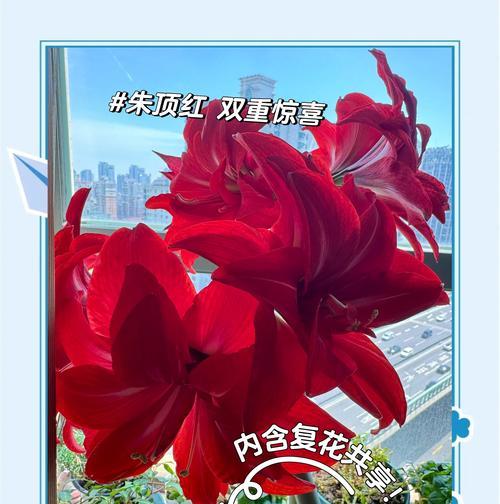 朱顶红栽植施肥的关键要点(科学施肥让朱顶红健康茂盛)