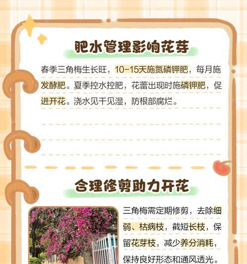 解决兰花三角梅不开花的方法（探索让兰花三角梅重新开花的有效途径）