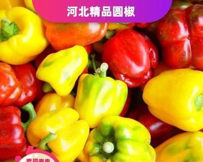 甜椒亩产量多少斤?(探究甜椒的种植条件和产量相关性。)