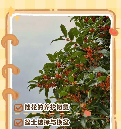 桂花养殖的全面指南（从入手到绽放，带你轻松打造花香四溢的桂花园）