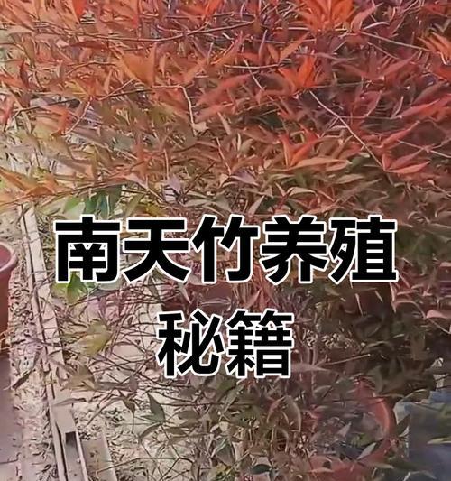 南天竹修剪方法（打造精致庭院，）