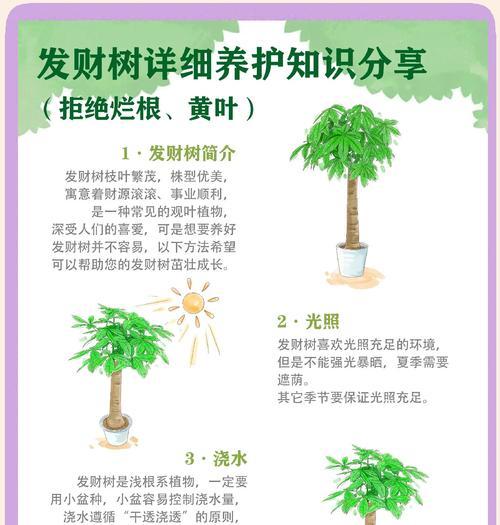 发财树枝叶变软的原因及处理方法（发财树枝叶变软，养护技巧让它重新挺拔）