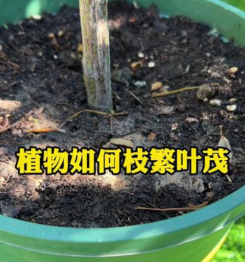 花叶黄掉的原因及应对方法（花叶黄掉的常见原因和有效的护理措施）